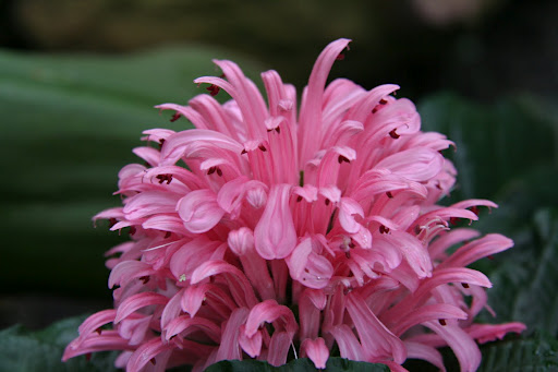 گیاه فلامینگو